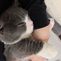 気持ちよさそうな猫