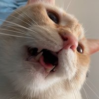 声を出さずに口を開ける猫