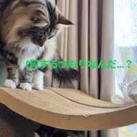 遊ぶ子猫を見守る先住猫