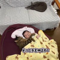 赤ちゃんと一緒の布団で寝る猫
