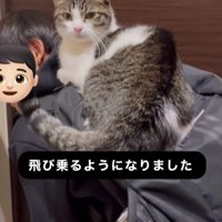 男の子のリュックに乗る猫