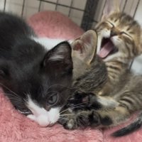 くっついてまったりする3匹の子猫