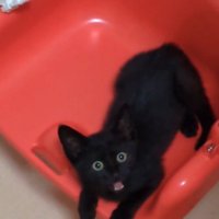 ブランコに乗って飼い主を見上げる子猫