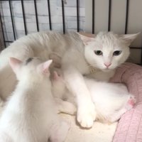 母猫と子猫たち