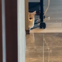 物陰からカメラを見つめる子猫