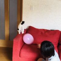 風船でバレーボールをする2人の男の子とハチワレ猫