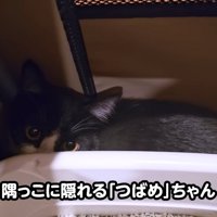 隠れる子猫