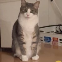 凝視する猫