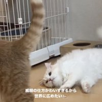立ち去るマンチカンと悔しそうにマンチカンを見るミヌエット