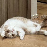 床でへそ天で寝転がる猫