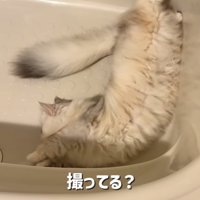 バスタブの中で寝転がる姉ミヌエット
