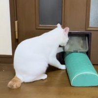 猫用通路を枕を通そうとしている猫