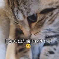 頭を下げて足元を見る猫