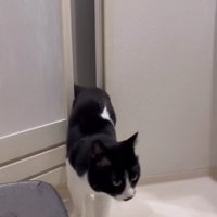 お風呂場に体が半分入っている猫