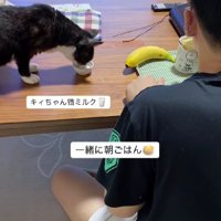 朝食をとる男性と猫