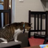 ドライヤーと戦う猫