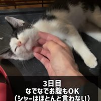 横になる子猫