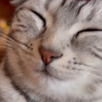 目を瞑る猫（画面上部全体に頭を撫でる人の手）