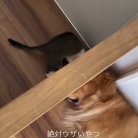 ひっくり返りそうになりながら壁に前足を入れる猫