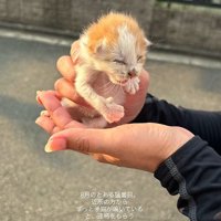 てのひらにのった子猫