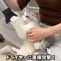 ドライヤーに直接攻撃！