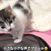 テロップ「小さな小さな声で～」