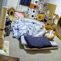 部屋で遊ぶ2匹の猫