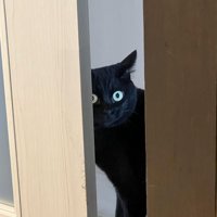 隙間から見ている猫