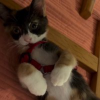 ハーネスをつけて寝転がる子猫