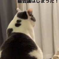 猫の背中
