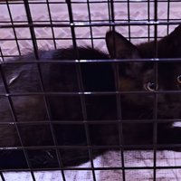 捕獲機に入った子猫