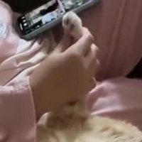 女の子に優しく握られている猫の前足