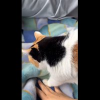 足元へ来るミケ