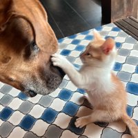 土佐犬に猫パンチする子猫