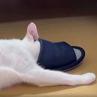 猫とスリッパ