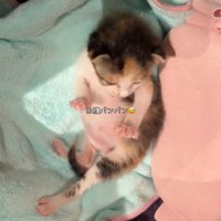 お腹がパンパンの子猫