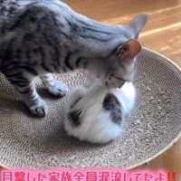 爪研ぎボウルの上にいる子猫の毛づくろいをしている猫