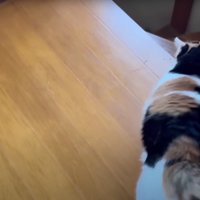 体をこすり付けている猫