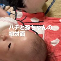 赤ちゃんの隣に座る猫