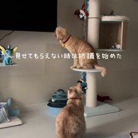 テレビの端をかじる猫