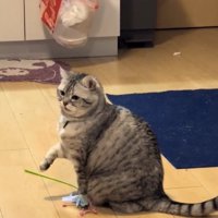 猫じゃらしを踏みながら右前足を上げている猫