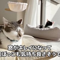 テロップ「窓がキレイになって～」