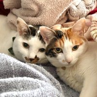 2匹の猫が寄り添って寝転んでいる姿
