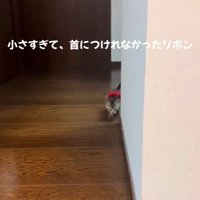 廊下にいる子猫