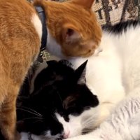 黒白猫の毛づくろいをしている茶トラ猫