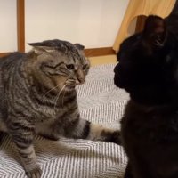 前足でつつく猫