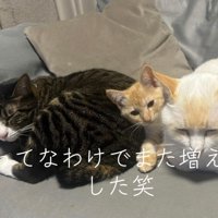 一緒に寝る3匹の猫