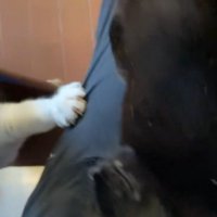 投稿者のズボンを掴むキジ白猫の前足