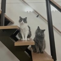 階段にいる猫
