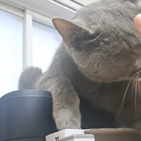 猫と頭をなでようとする手